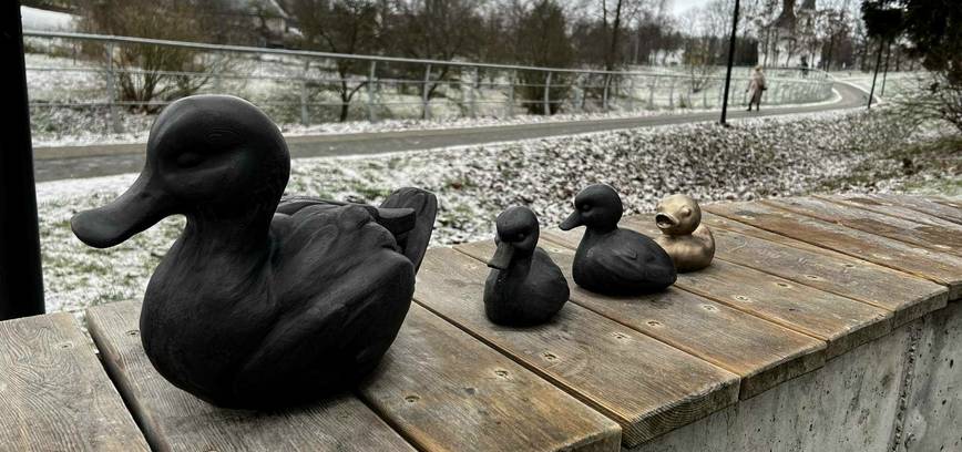 В городе Вилкавишкис поселилась утиная семья!!!