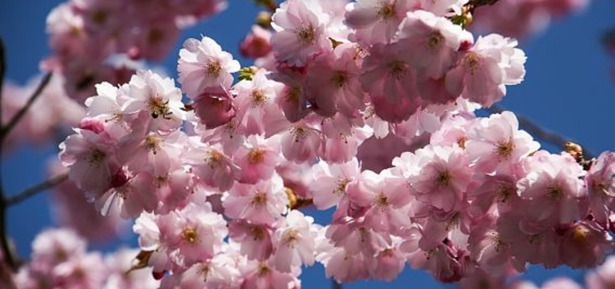 Kuriama Vilkaviškio verslo bendruomenės sakurų alėja