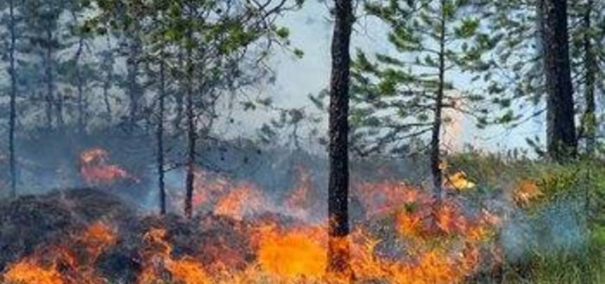Atšaukta! Dėl sausros draudžiama lankytis miškuose