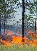 Atšaukta! Dėl sausros draudžiama lankytis miškuose