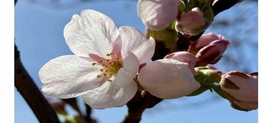 Vilkaviškio verslo bendruomenės sakurų alėja